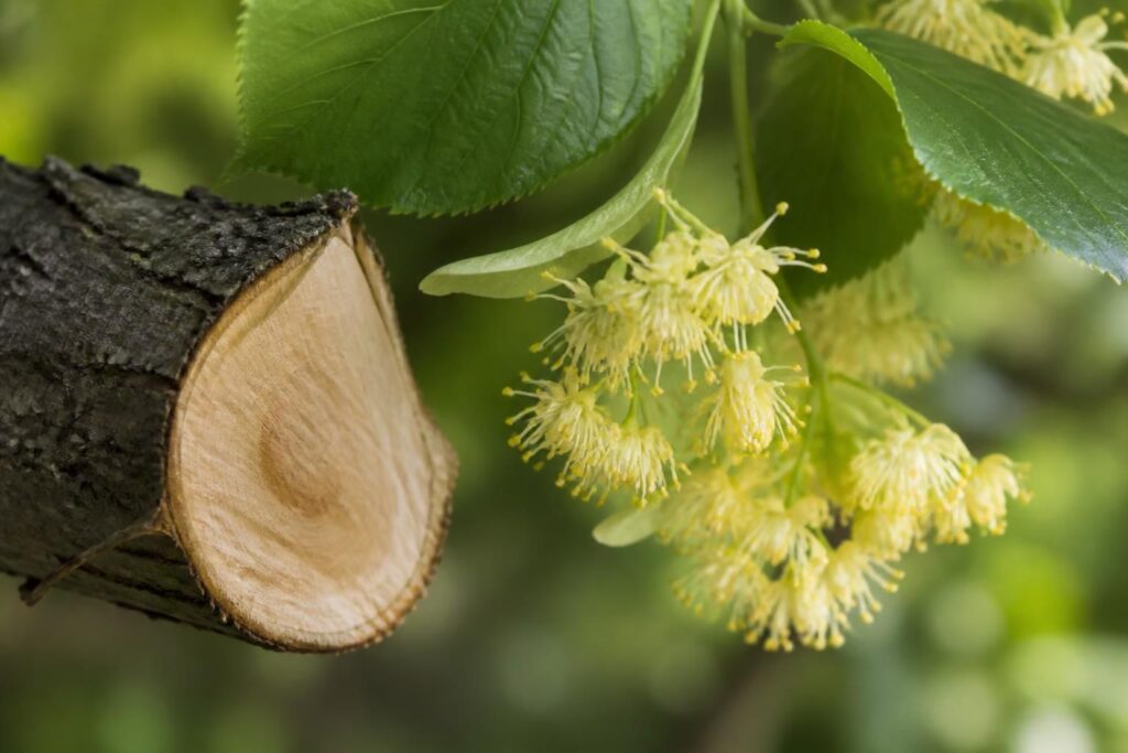 découvrez les bienfaits du tilleul, ses fleurs aux vertus apaisantes et son aubier utilisé en phytothérapie pour favoriser le bien-être.